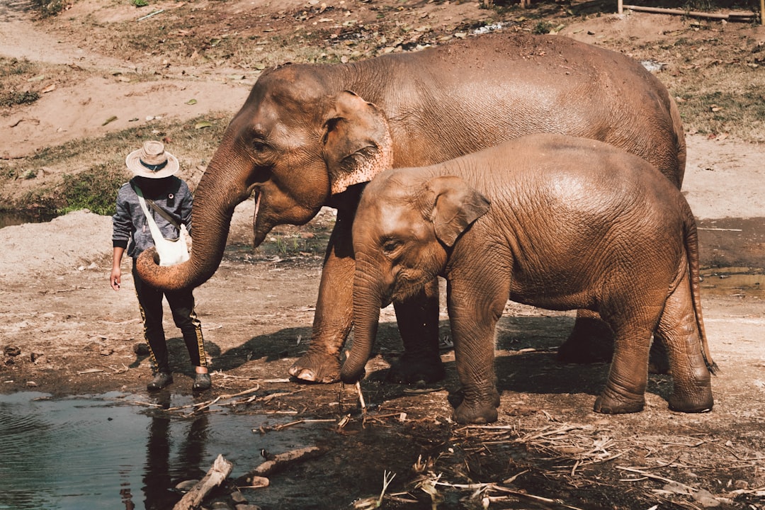 family Bali rice fields children elephant sanctuary Chiang Mai cultural