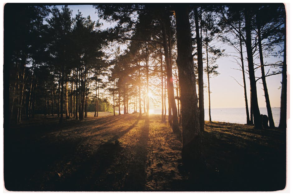 secluded Korean beach pine forest coastal path sunset