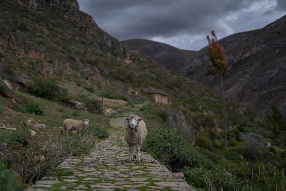 Korean highland farming village, Gangwon mountain road, traditional village elder, Korea countryside