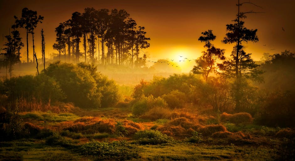 Korean wetland dawn mist birds Upo natural landscape