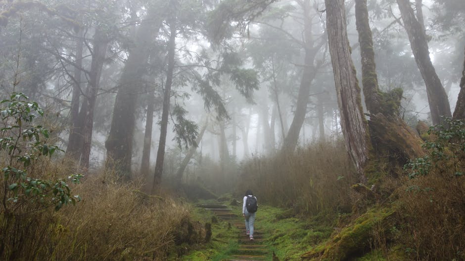 hidden nature trail Korea misty forest path
