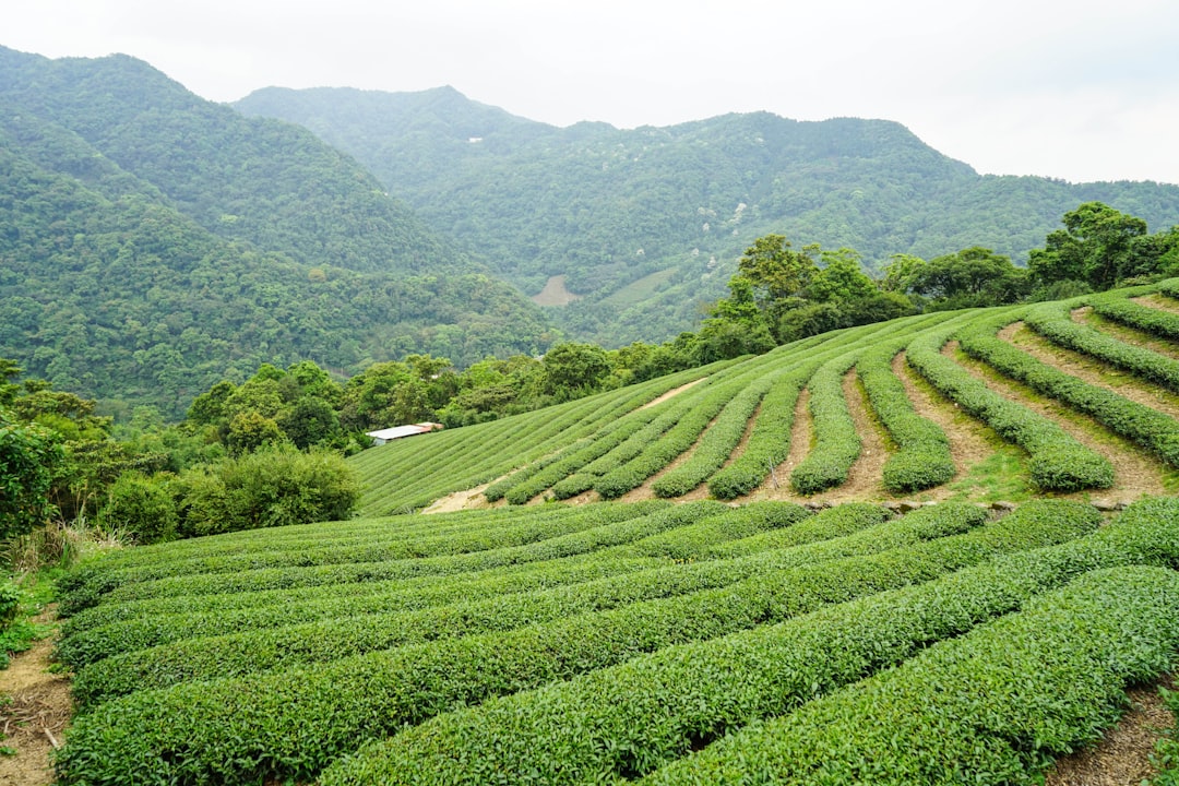 Korean small town travel itinerary map green tea fields Boseong Andong Hahoe village