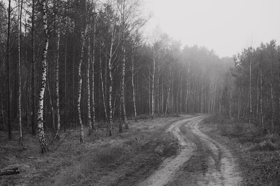 hidden travel spot Korea misty forest path