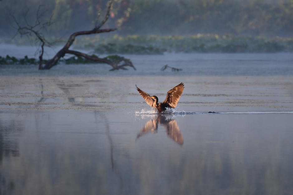 Upo wetlands Korea dawn mist heron nature photography