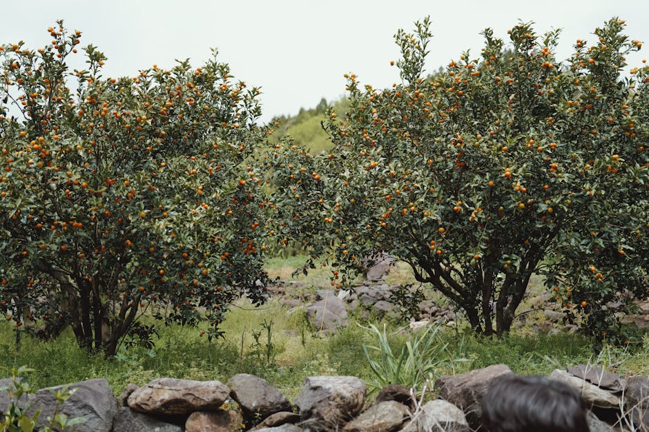 Jeju tangerine orchard children picking fruit family travel Korea