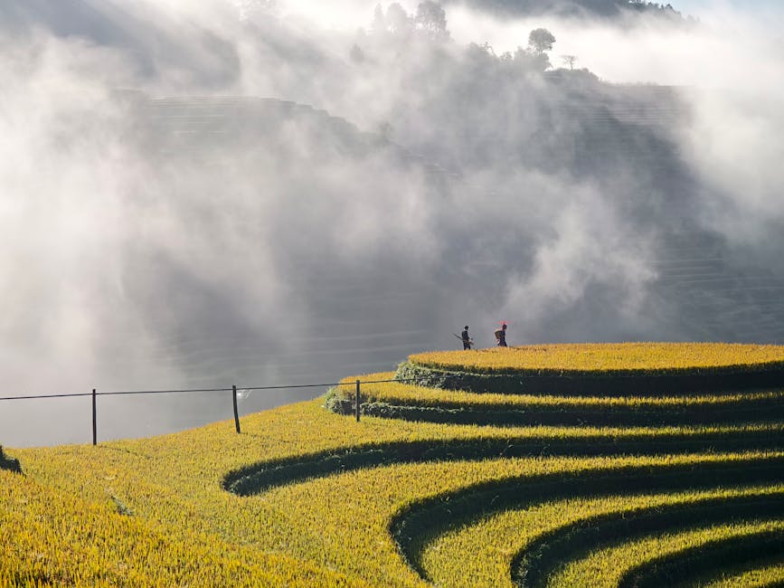 terraced rice field Korea rural village morning mist golden hour