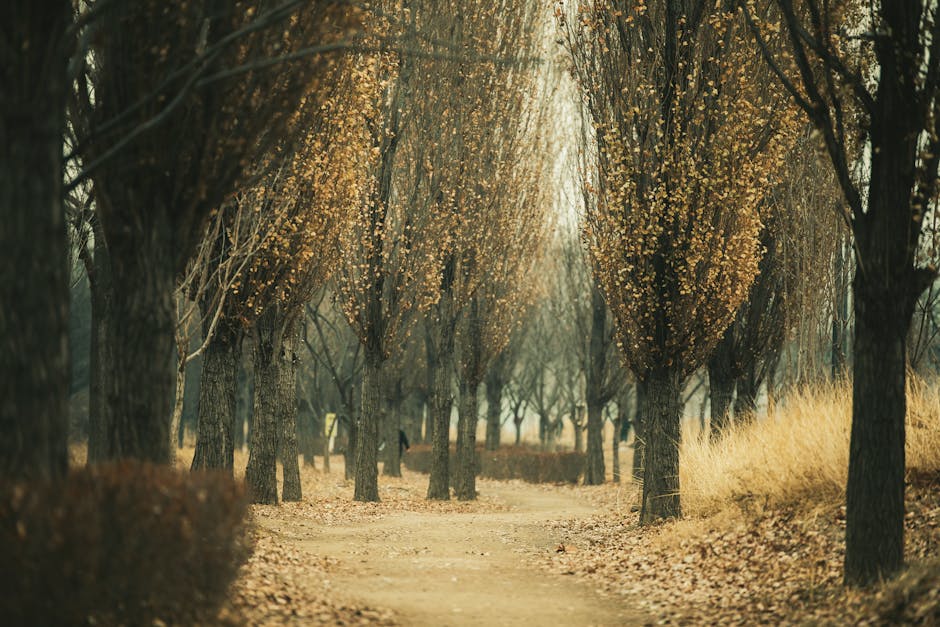 hidden trail Korean nature forest trekking path serene