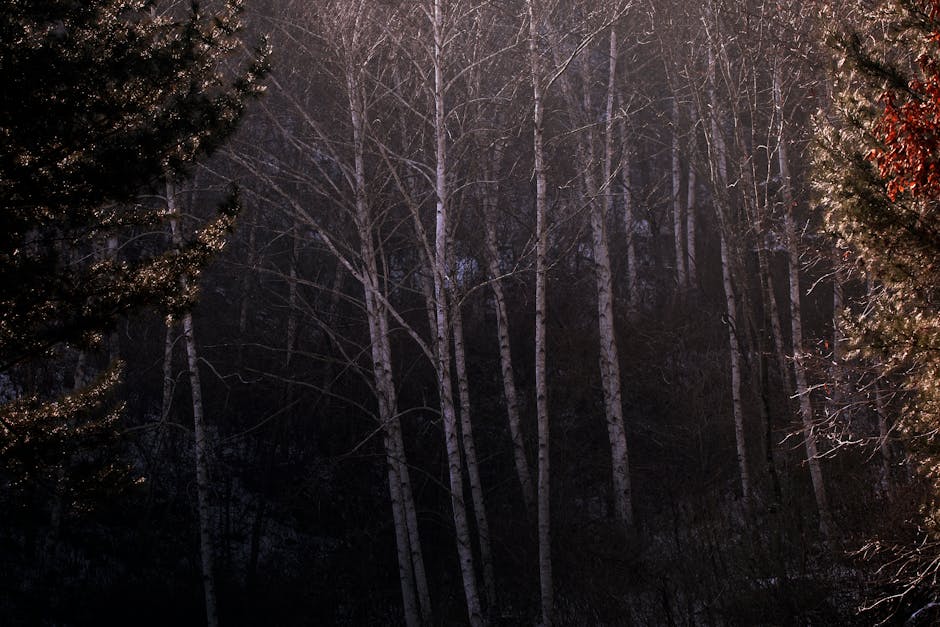 Inje birch forest secret drive road Korea, Wonidae self-guided forest trail entrance