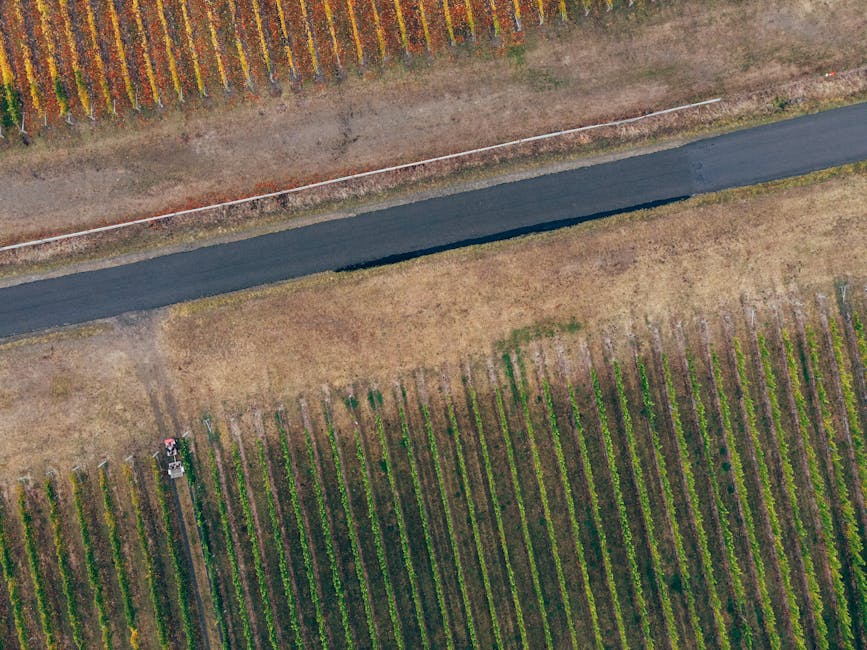 Korean vineyard countryside road autumn, Gangwon mountain loop road hairpin