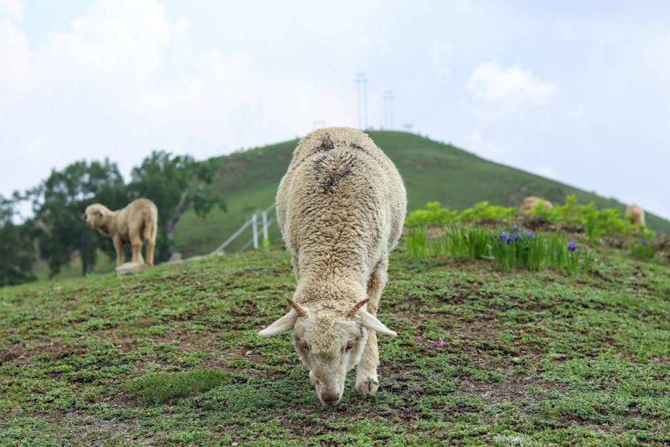 Pyeongchang summer highlands family travel, Daegwallyeong sheep farm Korea