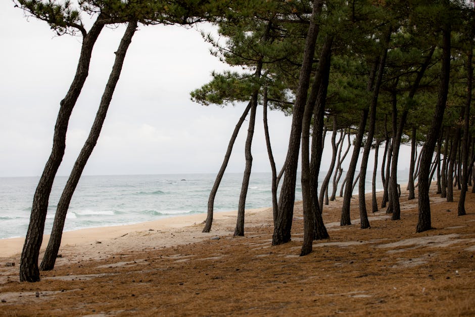 Korean summer beach family vacation, coastal scenery Korea