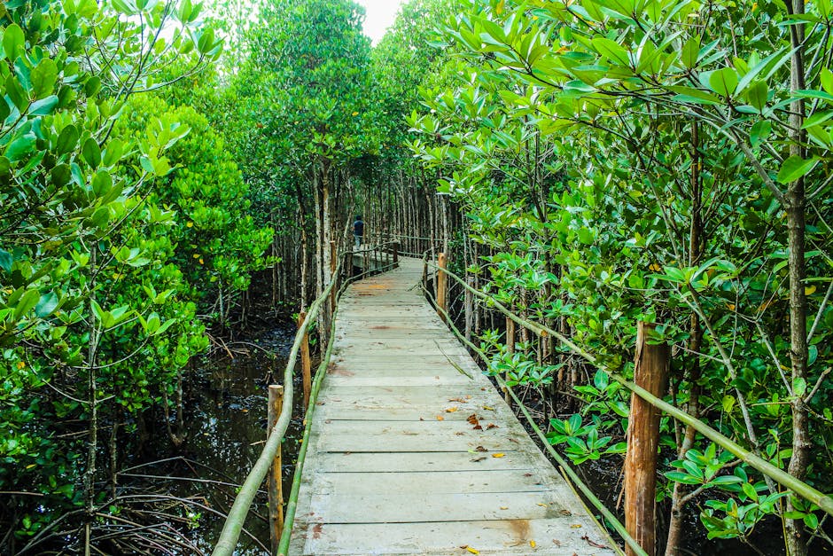 Tanjung Piai mangrove boardwalk, southernmost point of Asia