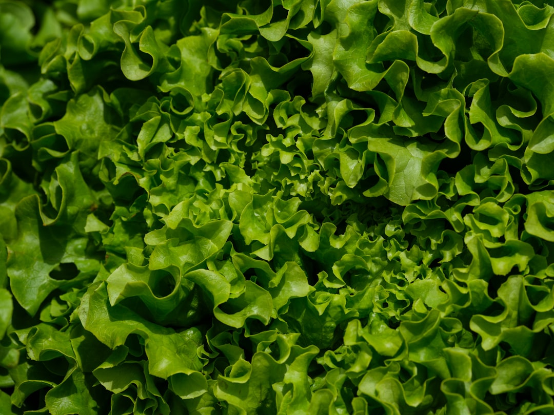 hydroponic lettuce healthy roots DWC, tip burn calcium deficiency lettuce