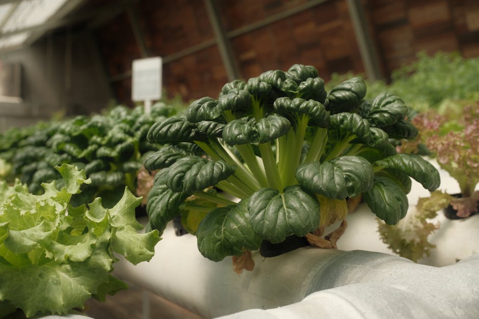 hydroponic lettuce setup, indoor growing system, NFT channel lettuce