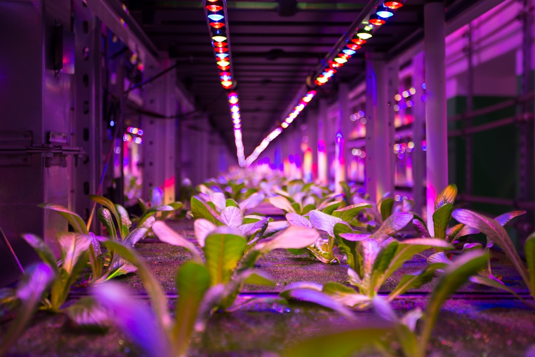 LED grow light lettuce, indoor hydroponic light setup PPFD meter