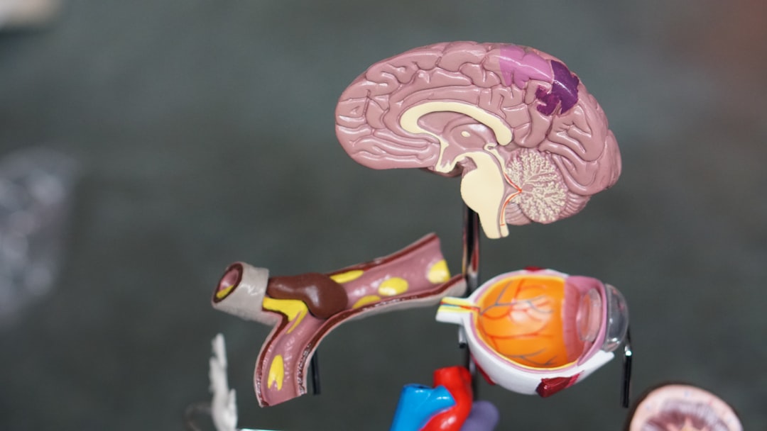 brain development child language acquisition, bilingual kids neural pathway